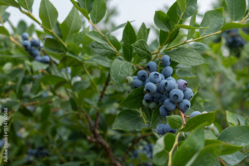 Picking blueberries in an organic orchard.