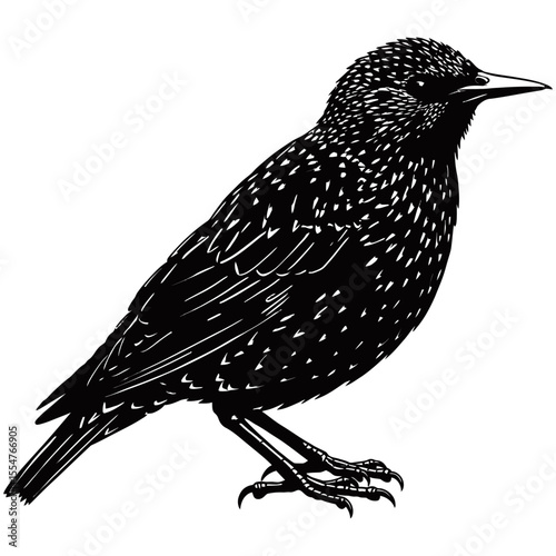 European Starling in Ink, A captivating ink illustration depicts the graceful form of a European starling, a testament to natural artistry and the beauty of avian wildlife. 