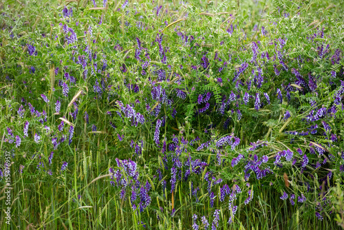 Vicia villosa