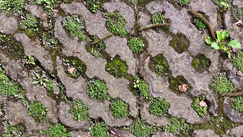 A vibrant, abstract pattern of green moss and small plants growing in the crevices of irregularly shaped grey concrete pavers or cobblestones