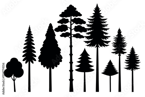 Silhouettes of evergreen trees in a forest setting