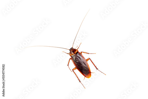Brown cockroach insect with long antennae and spiny legs, commonly found in households, isolated on white background