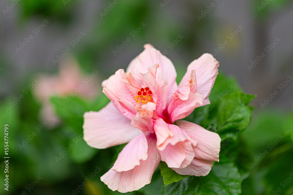 Fototapeta premium Delicate pink hibiscus flower in full bloom with vibrant petals and green foliage, symbolizing beauty, tropical charm, and romantic nature.