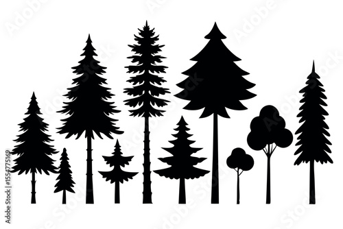 Silhouettes of evergreen trees in a forest setting