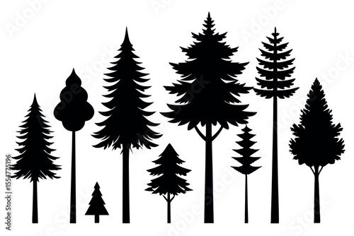 Silhouettes of evergreen trees in a forest setting