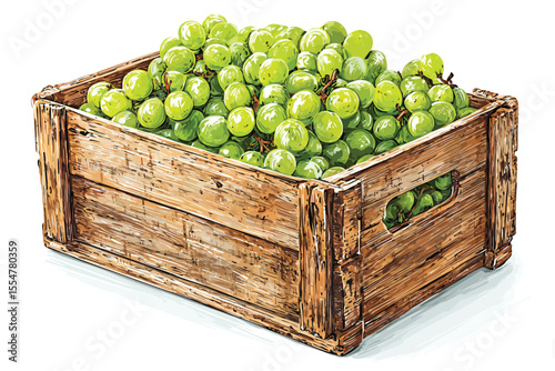 Wooden crate filled with green grapes growth isolated