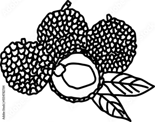 vector illustration of a Lychee 