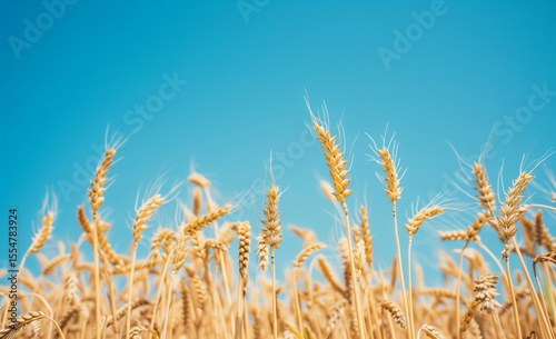 Golden wheat field against a vibrant blue sky creating a serene and picturesque agricultural landscape