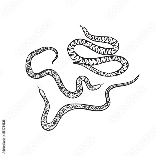 Three black and white snakes in a hand drawn illustrative style.