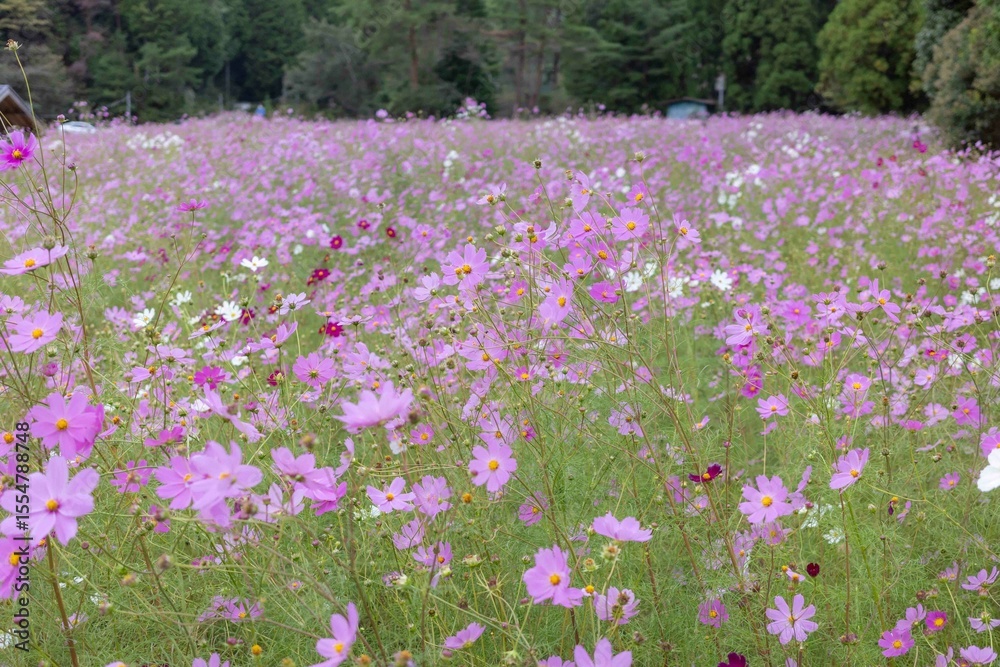 Field of Pink and Purple Cosmos Flowers in Full Bloom Field of Pink and Purple Cosmos Flowers in Full Bloom
