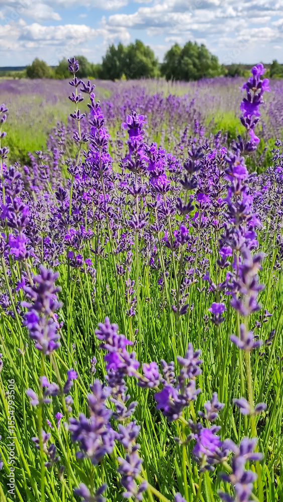 Obraz premium Blooming lavender field. Bushes of blooming lavender in the open air. Vertical photo.