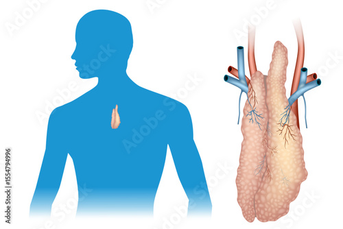 Medical Diagram Showing Thymus Gland. Educational medical illustration showing the anatomical location of the human thymus gland within the thoracic cavity and a detailed view