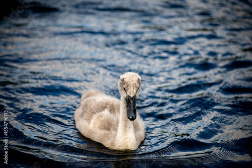 Fototapeta Naklejka Na Ścianę i Meble -  cygnet on the lake