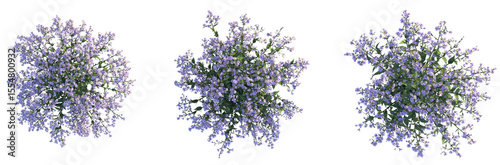 Papier peint Aster ageratoides Asran Tree plan top view 4k cutout isolate