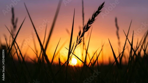 Silhouette of grass blades against a vibrant sunset, creating a serene evening atmosphere