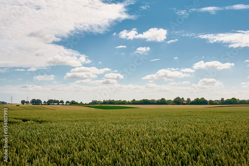 Fototapeta Naklejka Na Ścianę i Meble -  green wheat field with blue sky and white clouds