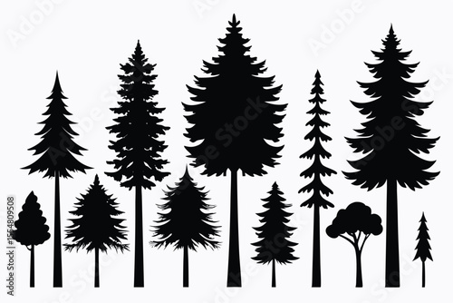 Silhouettes of evergreen trees in a forest setting