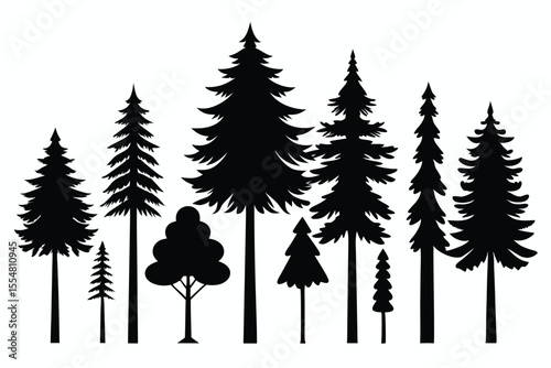 Silhouettes of evergreen trees in a forest setting