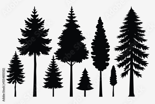 Silhouettes of evergreen trees in a forest setting