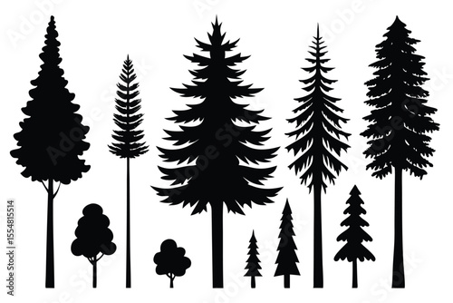 Silhouettes of evergreen trees in a forest setting