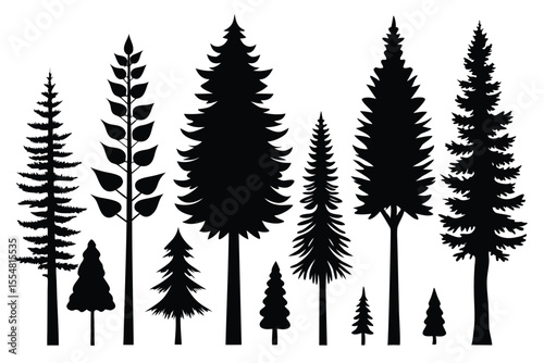 Silhouettes of evergreen trees in a forest setting
