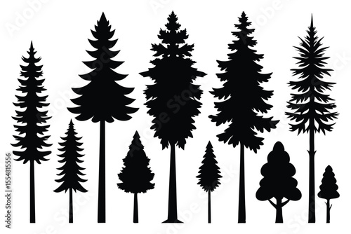 Silhouettes of evergreen trees in a forest setting