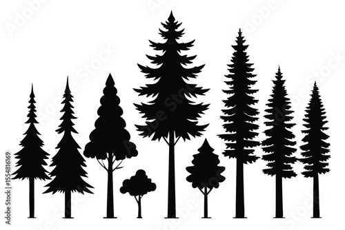 Silhouettes of evergreen trees in a forest setting