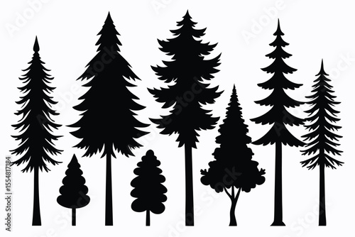 Silhouettes of evergreen trees in a forest setting
