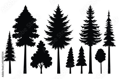 Silhouettes of evergreen trees in a forest setting