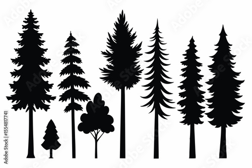 Silhouettes of evergreen trees in a forest setting