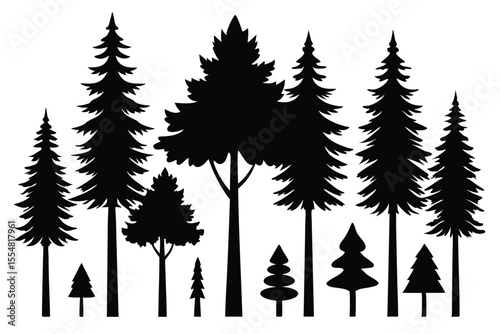 Silhouettes of evergreen trees in a forest setting