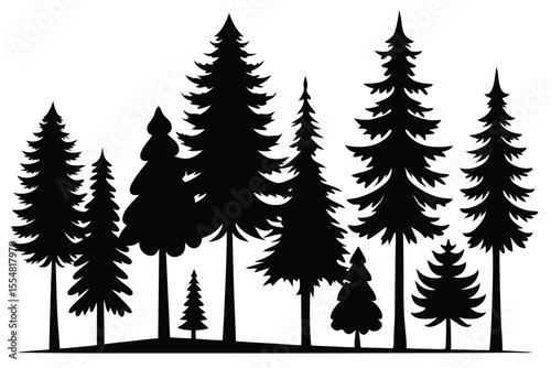 Silhouettes of evergreen trees in a forest setting