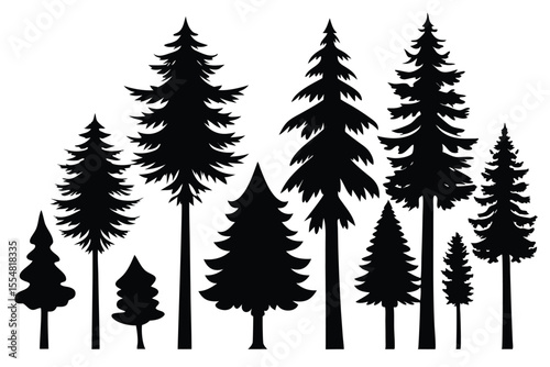 Silhouettes of evergreen trees in a forest setting