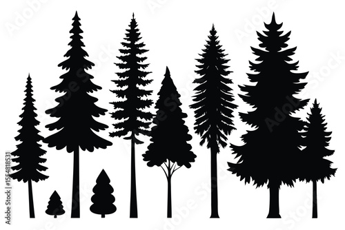Silhouettes of evergreen trees in a forest setting