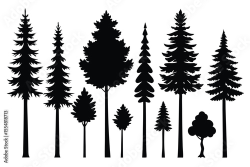Silhouettes of evergreen trees in a forest setting