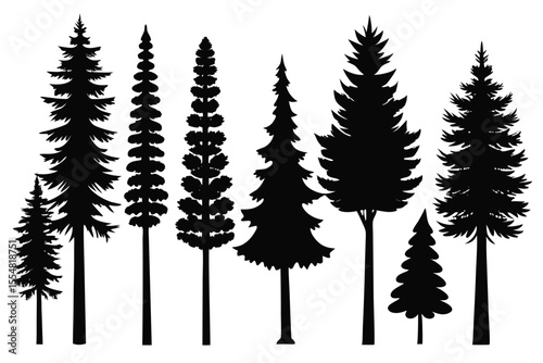 Silhouettes of evergreen trees in a forest setting