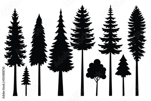 Silhouettes of evergreen trees in a forest setting