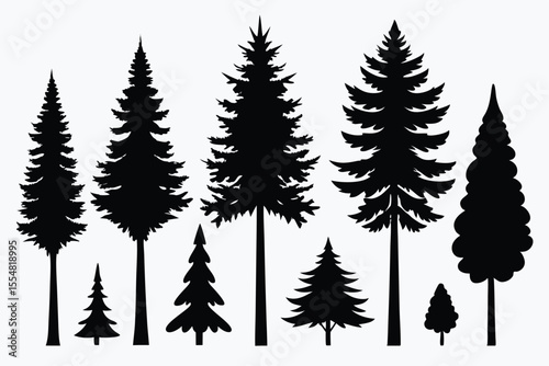 Silhouettes of evergreen trees in a forest setting