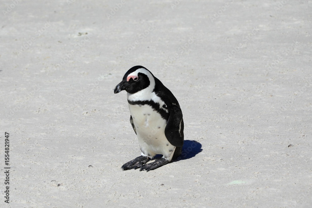 Obraz premium African Penguin on Sunlit Coastal Sand. Endangered Species in Native Southern African Habitat