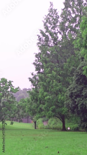 雨の降る緑地公園 （雨音あり）