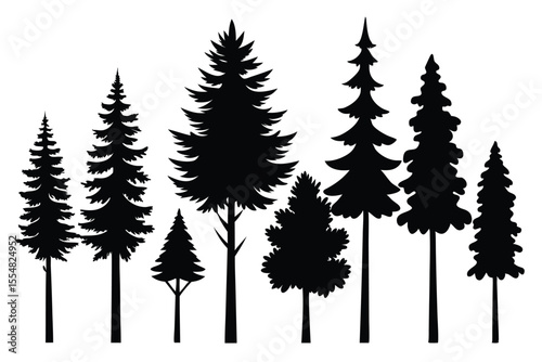 Silhouettes of evergreen trees in a forest setting