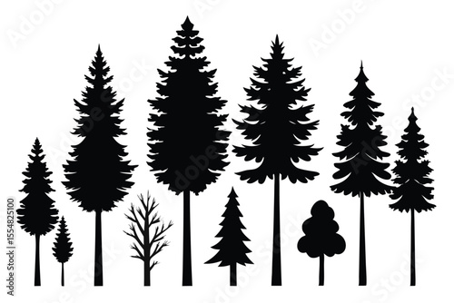 Silhouettes of evergreen trees in a forest setting
