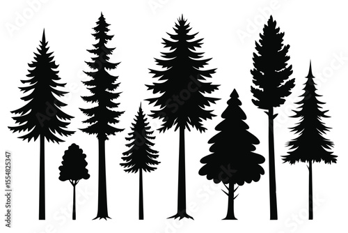 Silhouettes of evergreen trees in a forest setting
