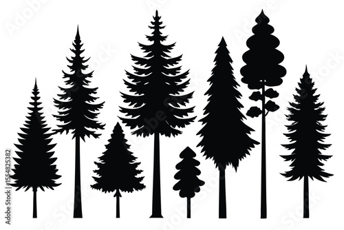 Silhouettes of evergreen trees in a forest setting