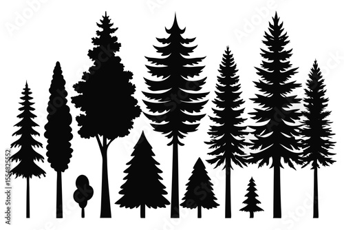 Silhouettes of evergreen trees in a forest setting