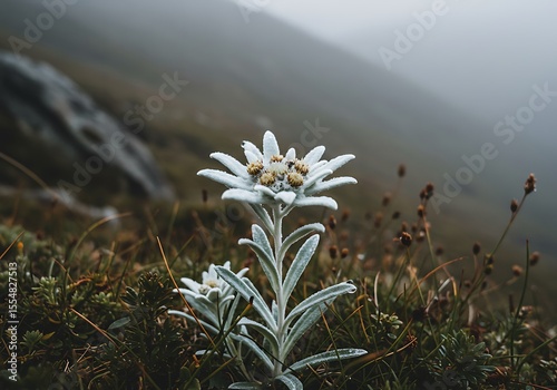 Edelweiss Flower