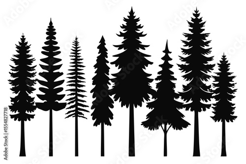 Silhouettes of evergreen trees in a forest setting