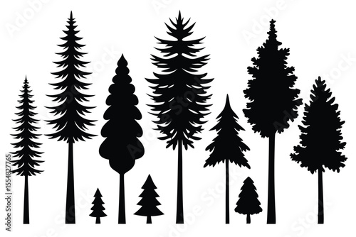 Silhouettes of evergreen trees in a forest setting