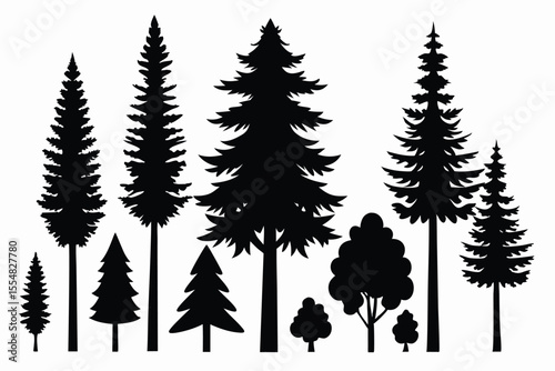 Silhouettes of evergreen trees in a forest setting