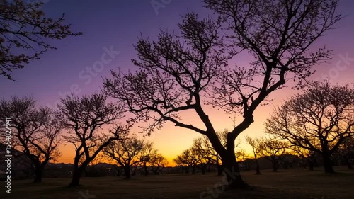 Sunset over a tranquil park with silhouetted trees and vibrant purple-orange sky